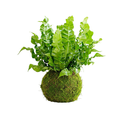 Kokedama Asplenium