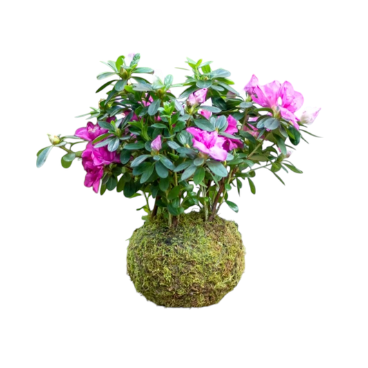 Kokedama Azalea Mix Color