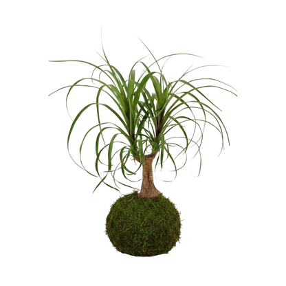 kokedama beaucarnea