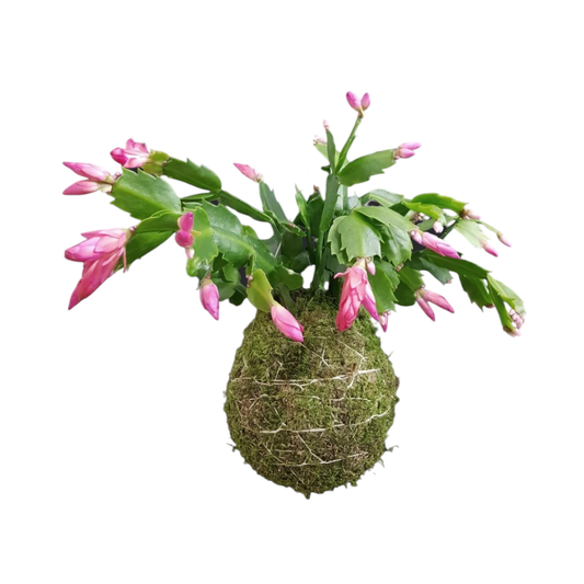 Kokedama Cactus de Navidad