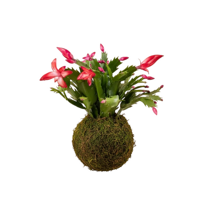 kokedama cactus navidad