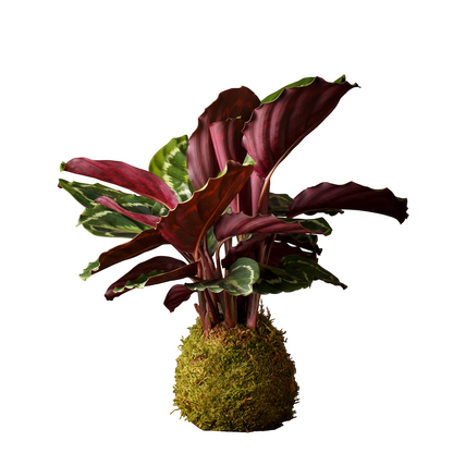 kokedama calathea medallion