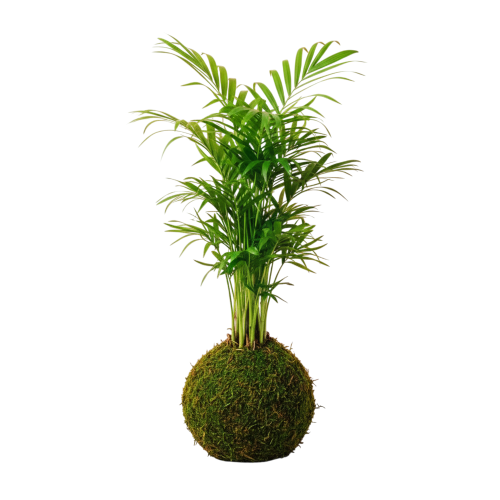 kokedama chamaedorea