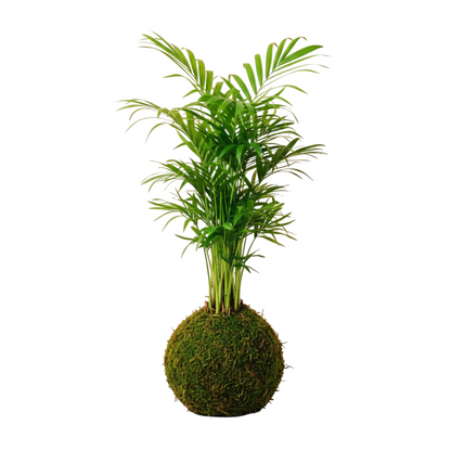 kokedama chamaedorea