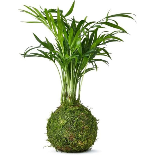 Kokedama Chamaedorea Elegans