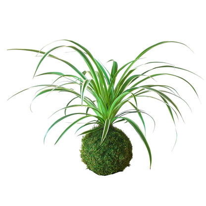 kokedama cinta