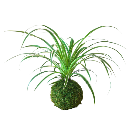 Kokedama Chlorophytum