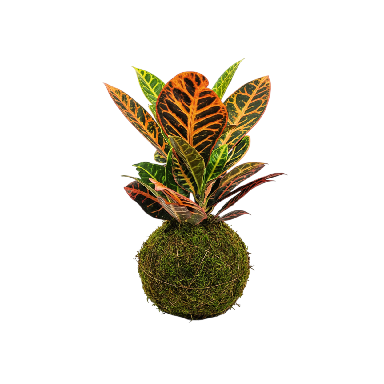 Kokedama Crotón Petra