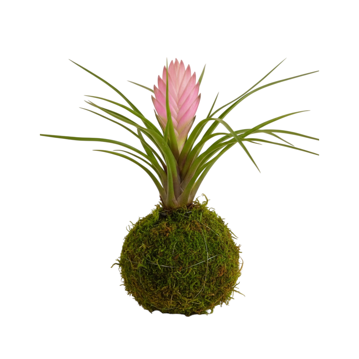 kokedama tillandsia cyanea
