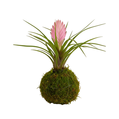 kokedama tillandsia cyanea