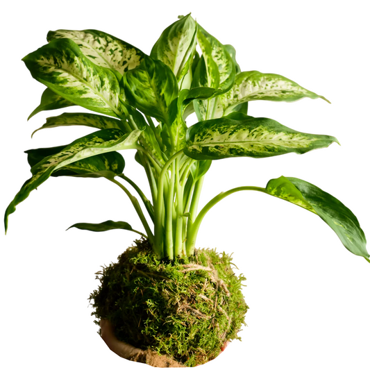 Kokedama Dieffenbachia