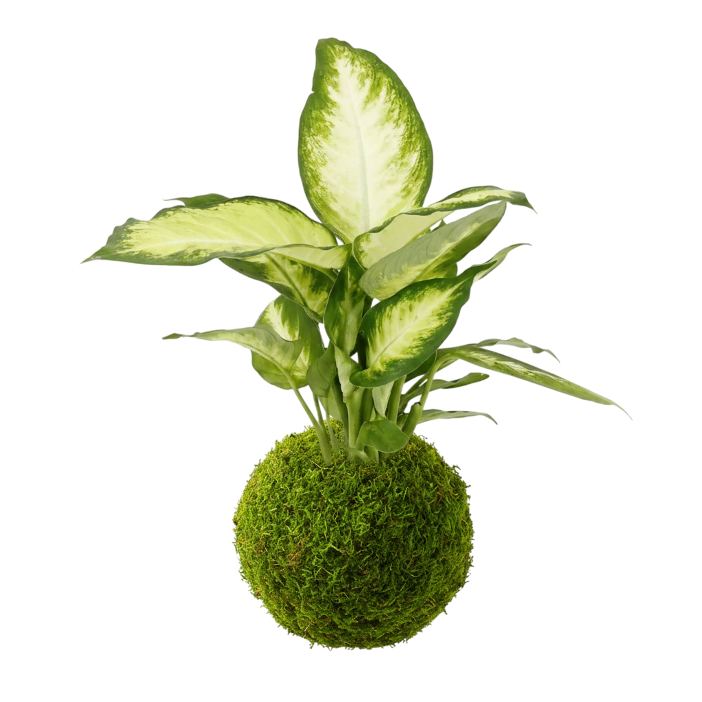 kokedama dieffenbachia