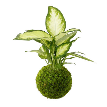 kokedama dieffenbachia