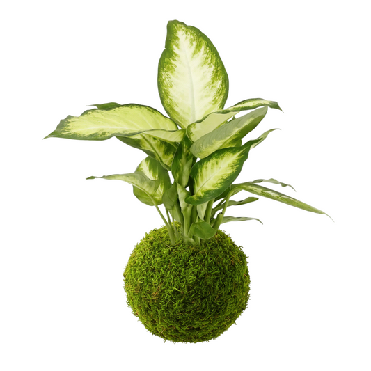 Kokedama Dieffenbachia