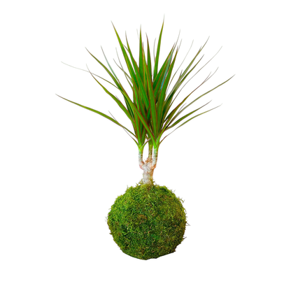 kokedama dracaena marginata