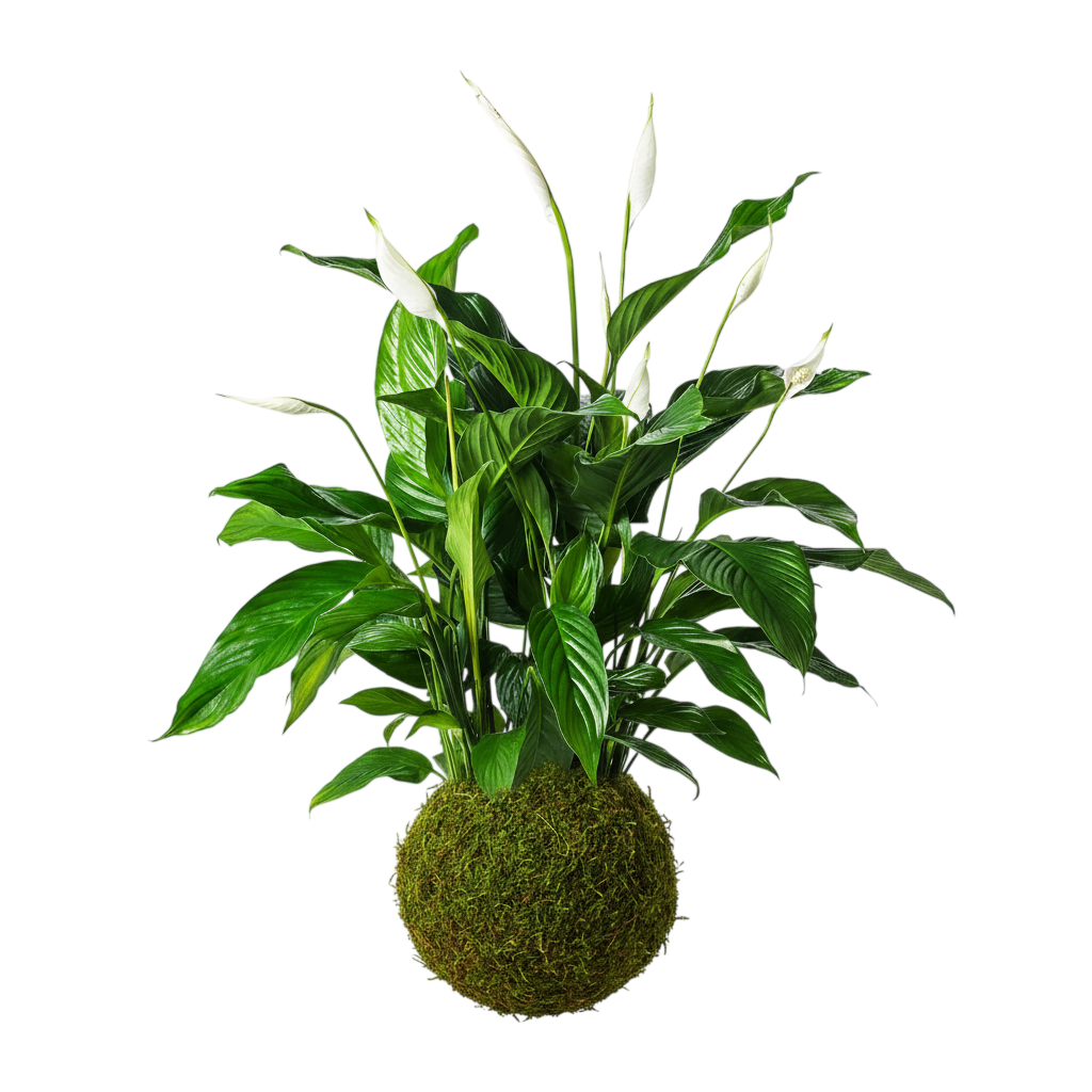 kokedama spathiphyllum