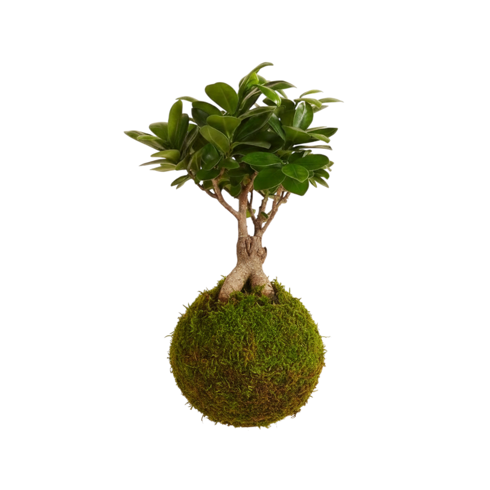 kokedama ficus ginseng