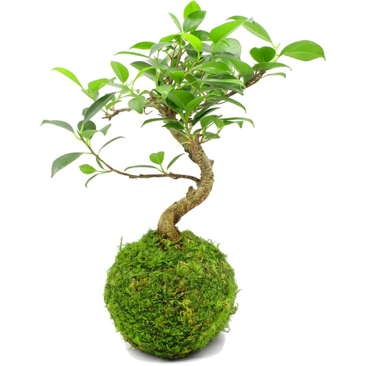 Kokedama Ficus Ginseng