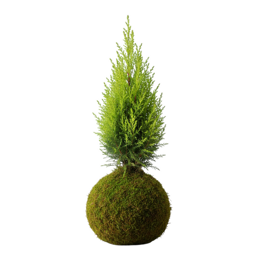 Kokedama Ciprés Goldcrest