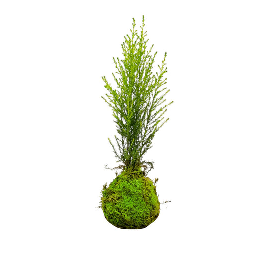 Kokedama Ciprés Goldcrest