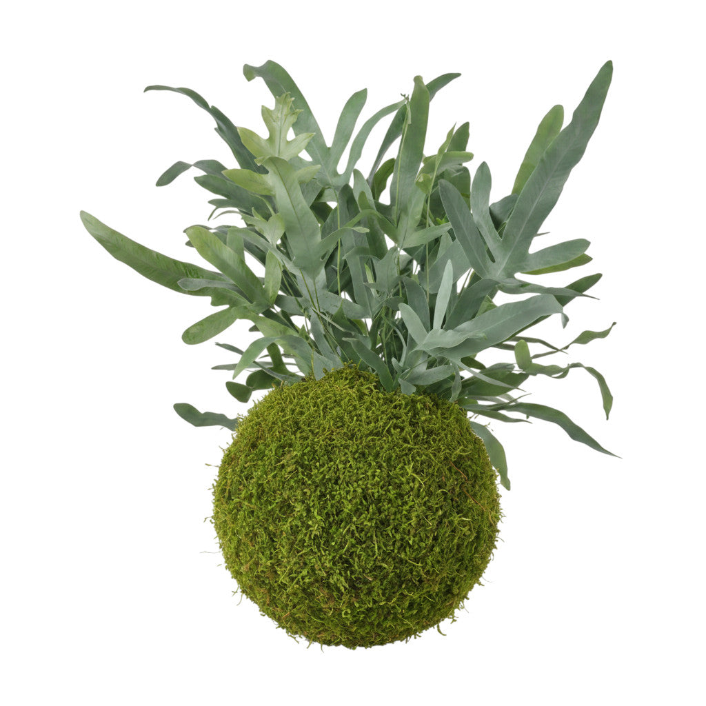 Kokedama Helecho Azul