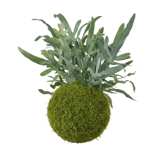 Kokedama Helecho Azul