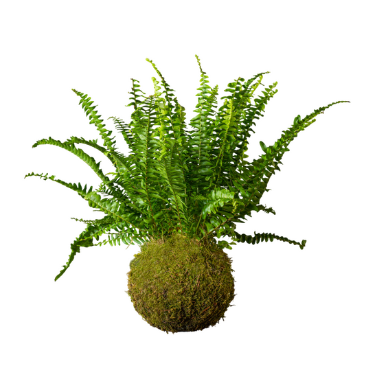 Kokedama Helecho