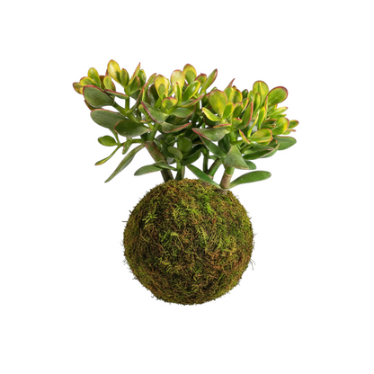 kokedama planta de jade