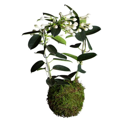 Kokedama Jazmín de Madagascar