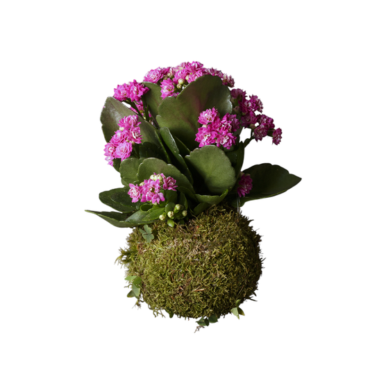 Kokedama Kalanchoe Mix Color
