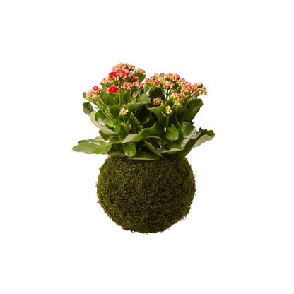 kokedama kalanchoe