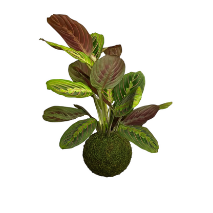 kokedama maranta leuconeura