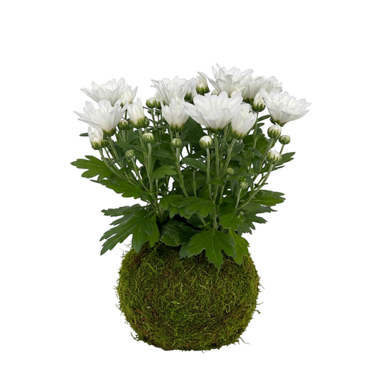 Kokedama Margarita