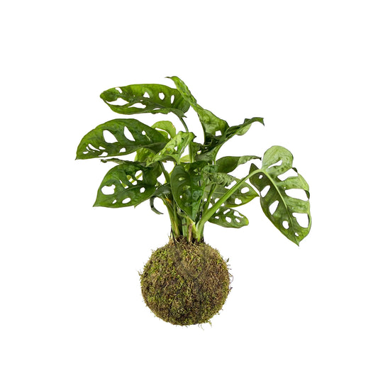 Kokedama Monstera Adansonii