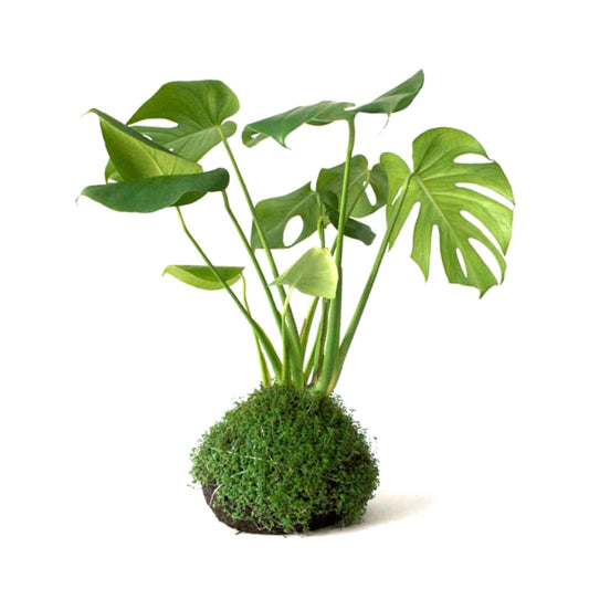 Kokedama Monstera Deliciosa