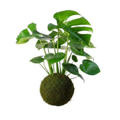 kokedama monstera deliciosa