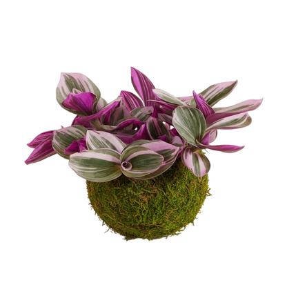 kokedama tradescantia nanouk
