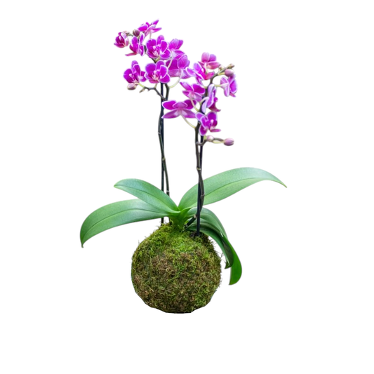 Kokedama Orquídea Phalaenopsis