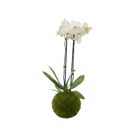 Kokedama Orquídea Phalaenopsis