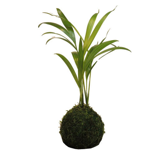 Kokedama Palmera Areca