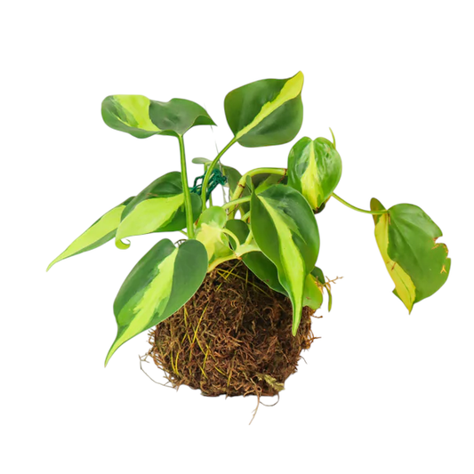 Kokedama Philodendron Brasil