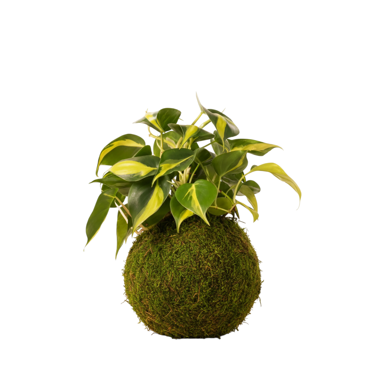 kokedama philodendron brasil