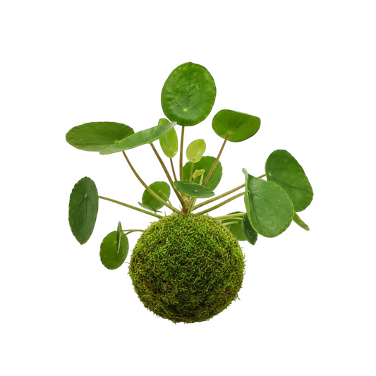 Kokedama Pilea Peperomioides