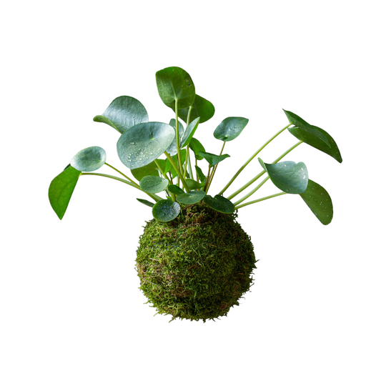 Kokedama Pilea Peperomioides
