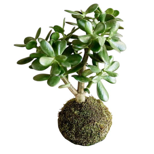 Kokedama Planta de Jade
