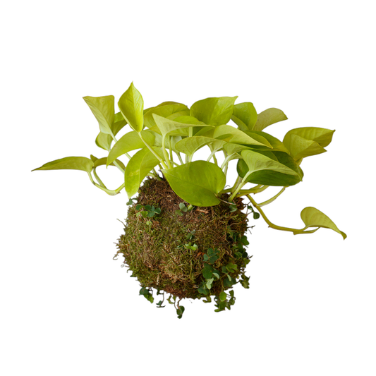 Kokedama Potho Neón