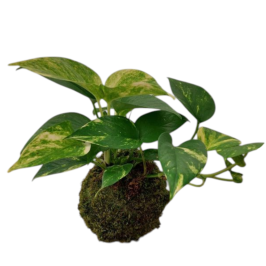 Kokedama Potho