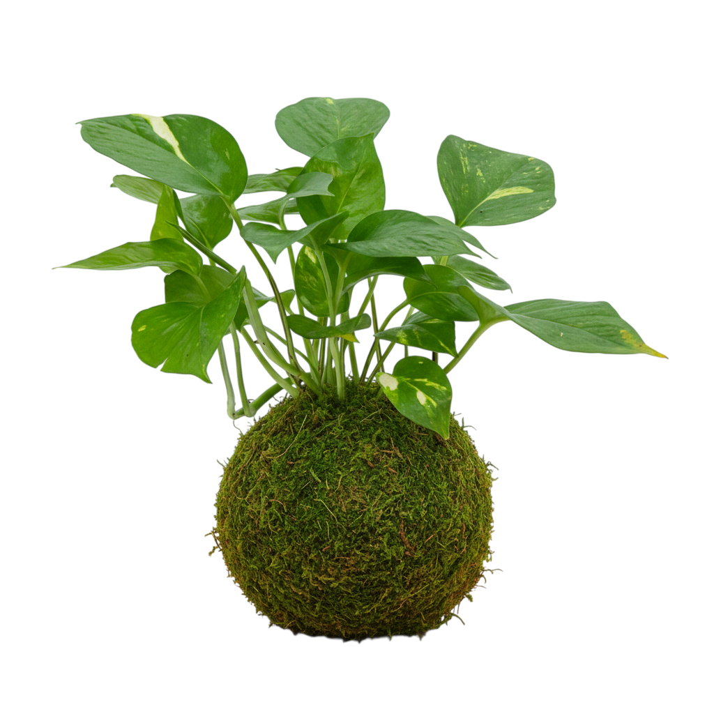 kokedama de potho