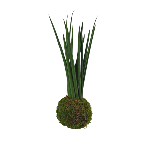 Kokedama Sansevieria Cylindrica