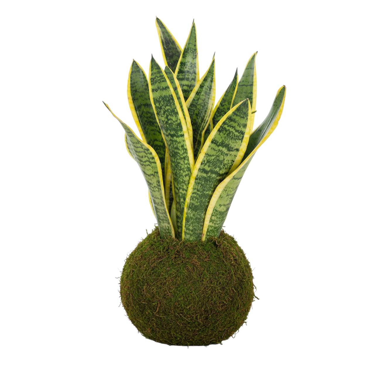 kokedama de sansevieria